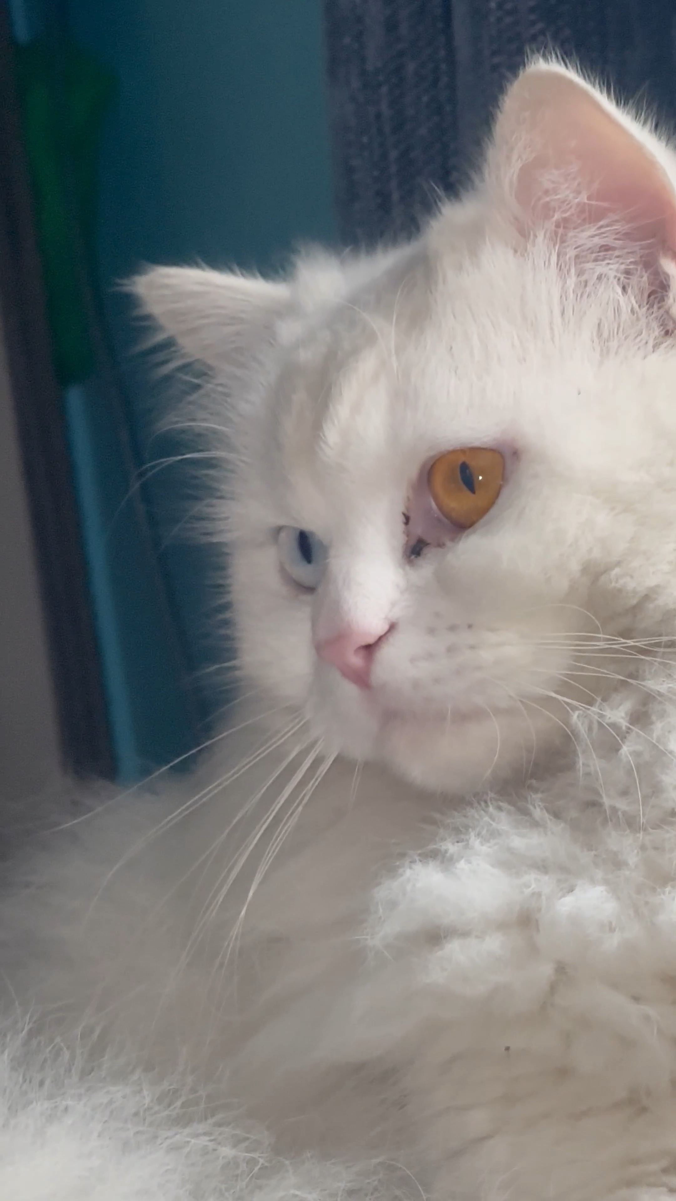 Whats my cat looking at 