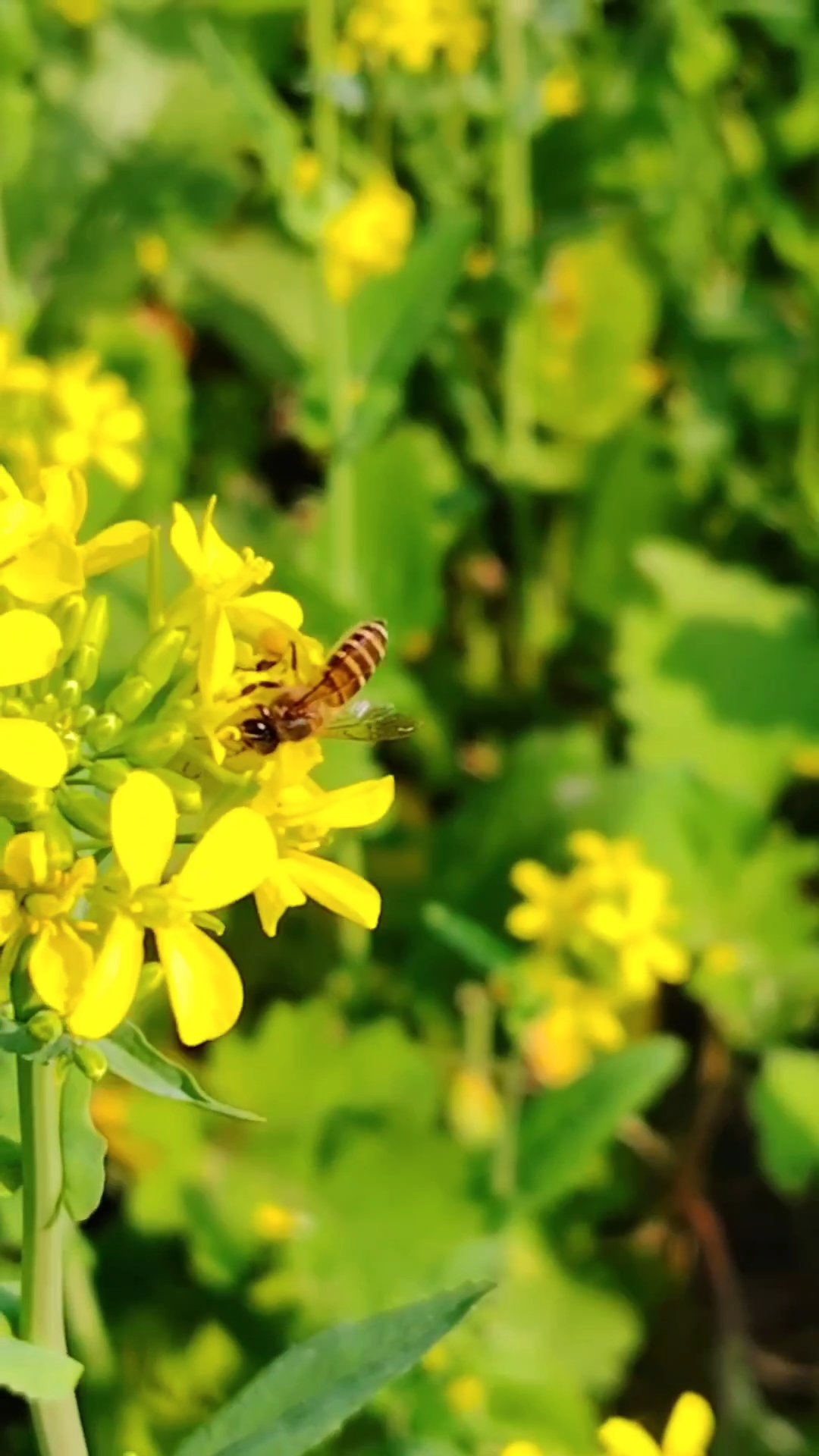 How do bees collect honey? See for yourself.