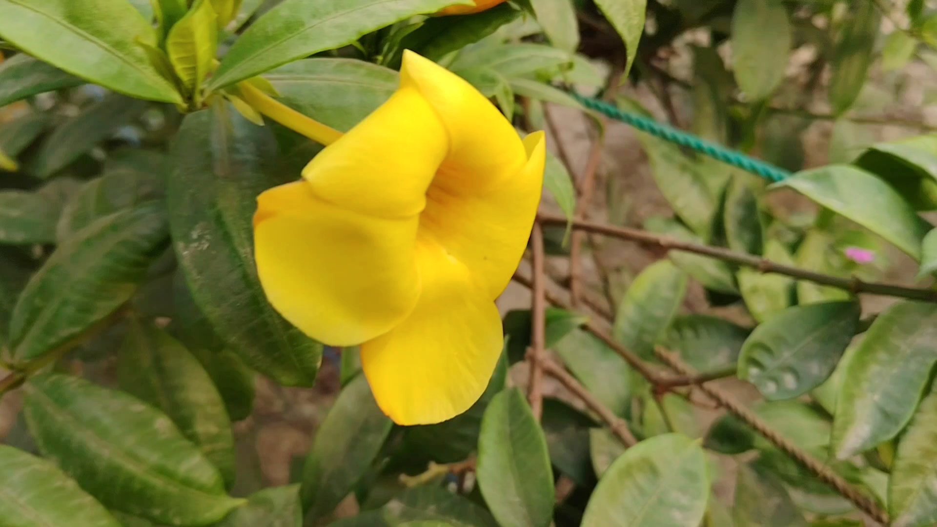 Videography of Kalakananda flowers