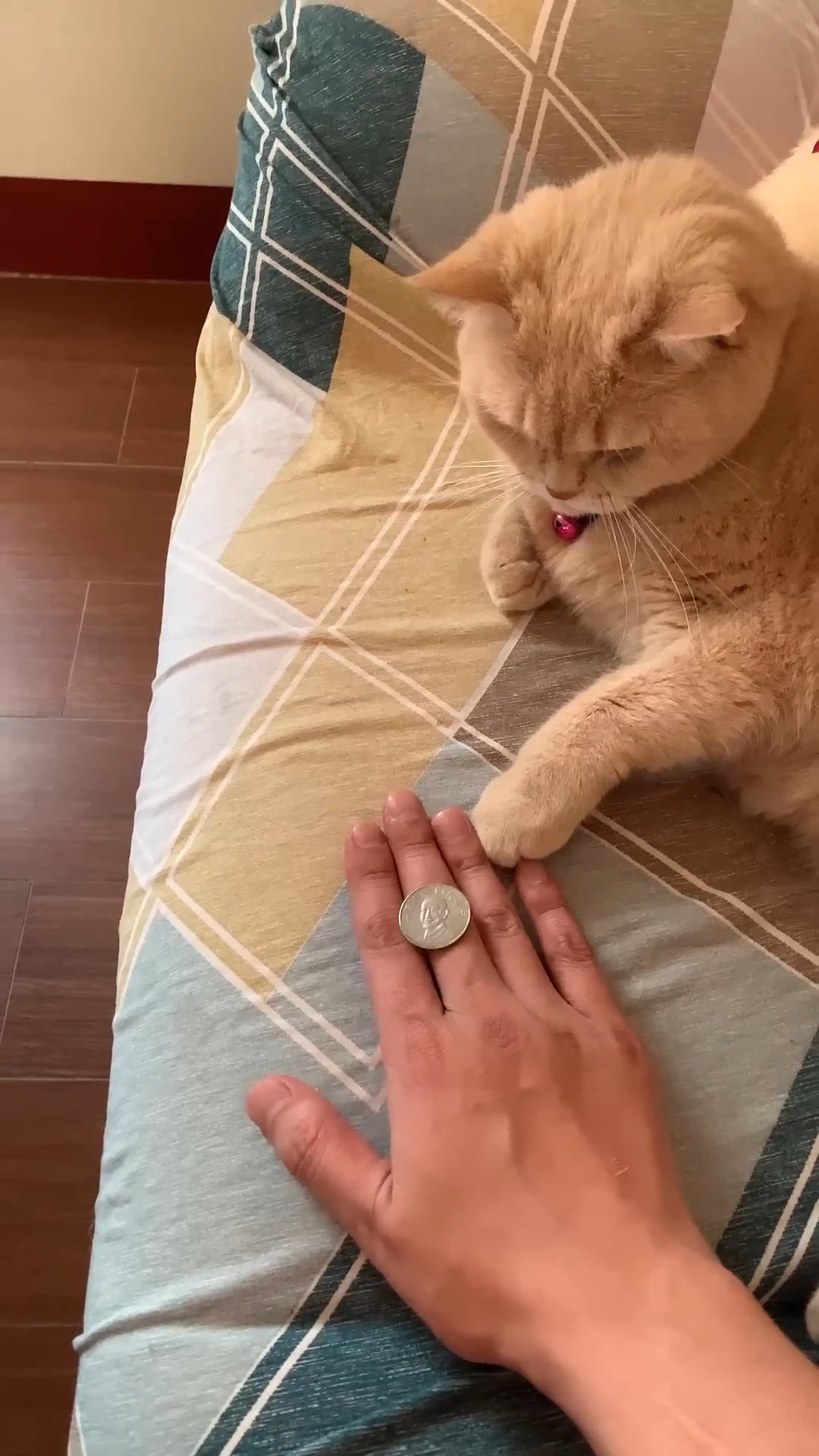 Amazing Cat Performs Magic Trick!