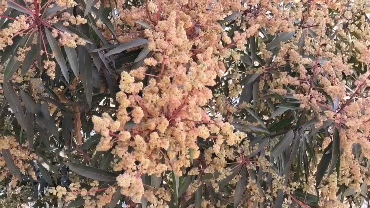 Videography of a wonderful mango bud