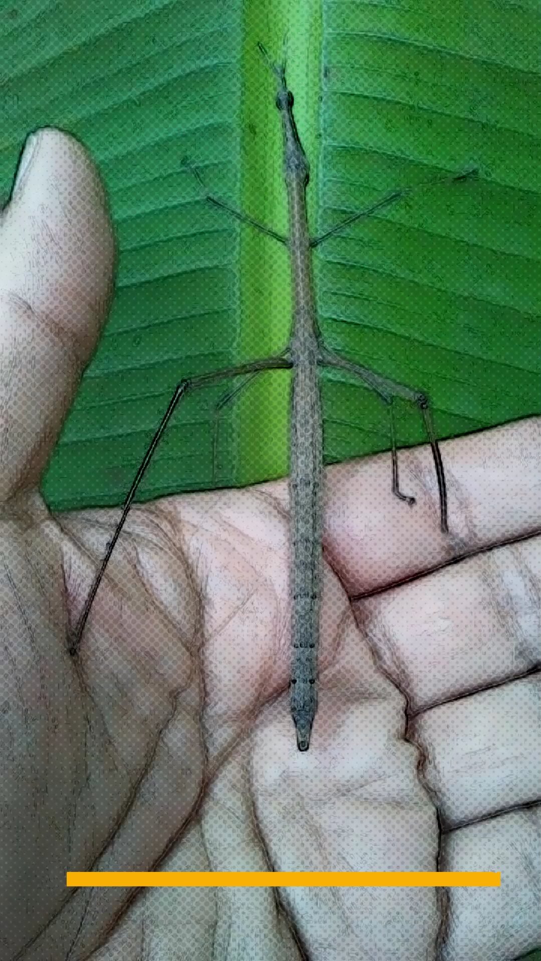 Stick insect: a branch with a life of its own