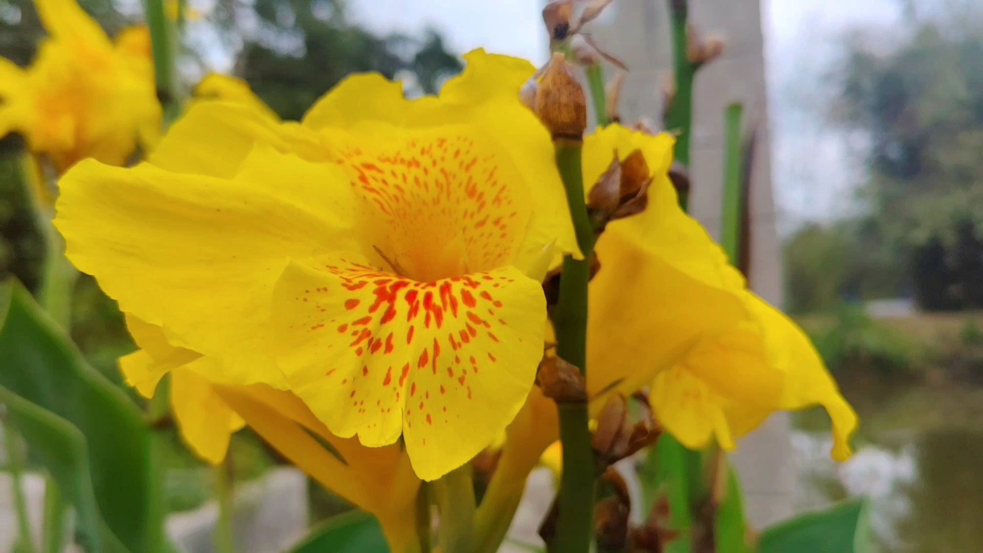 Videography of Elidus flower. 